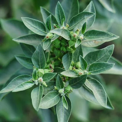 Ashwagandha